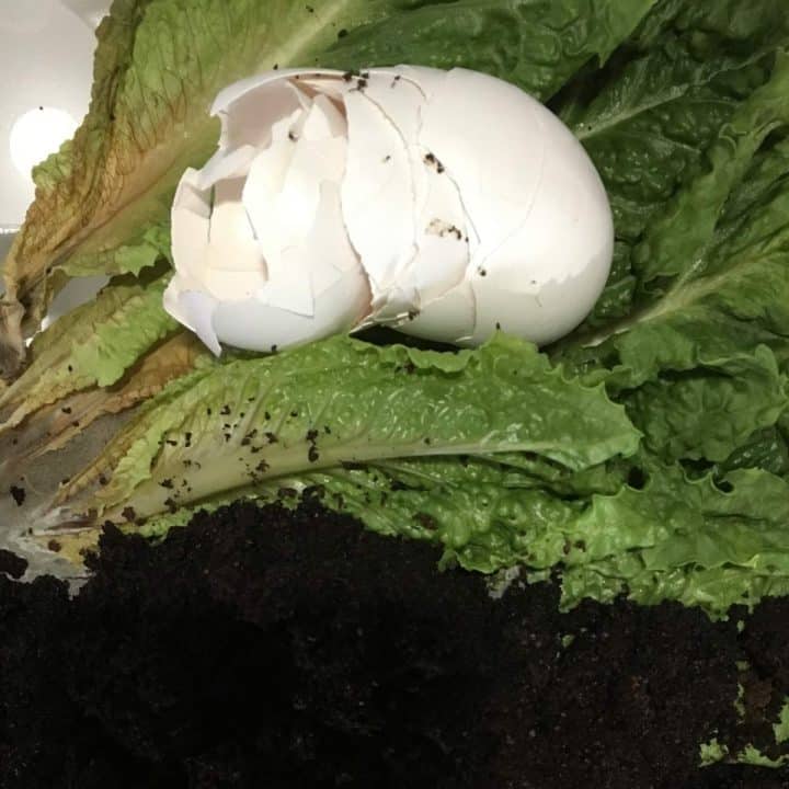 An eggshell is sitting on top of a piece of lettuce and coffee grounds for composting.