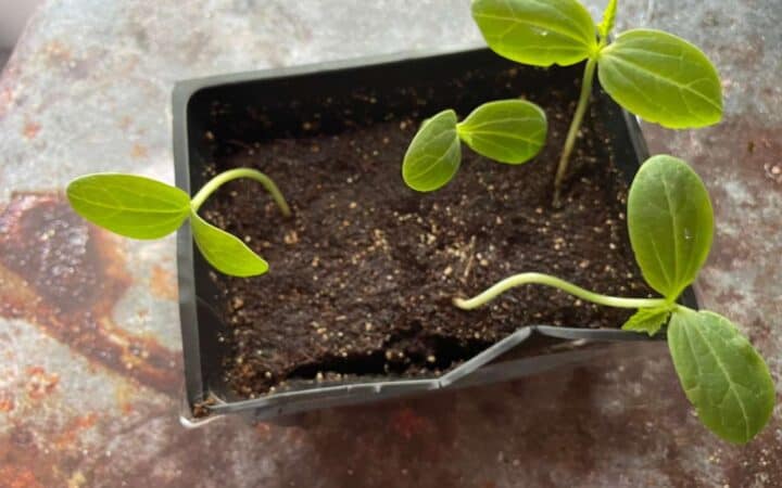 Seeds sprouting in container