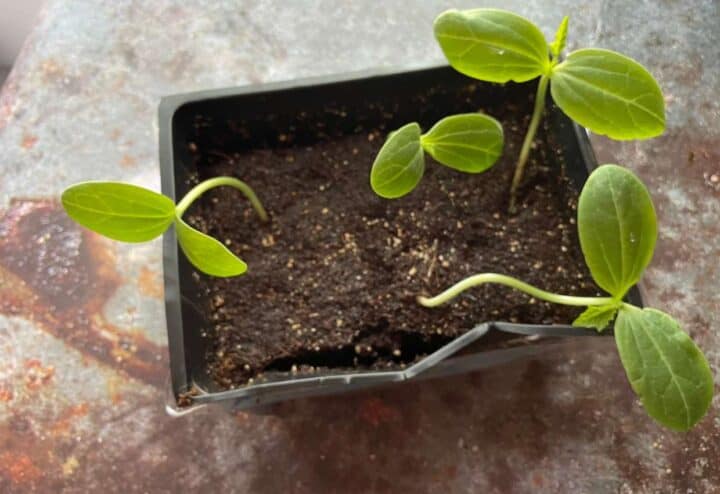 Seeds sprouting in container