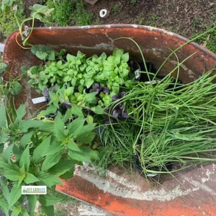 Fresh herbs and veggies in a wheel barrow