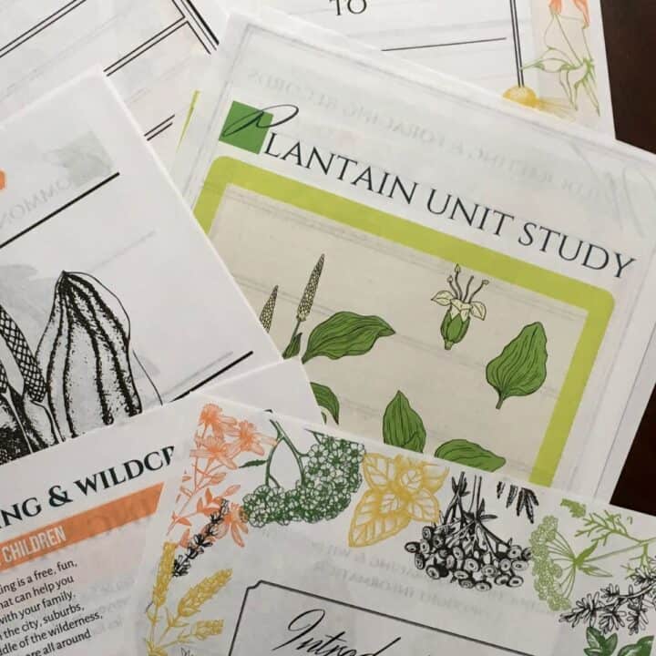 Some of the foraging printables for kids that I made a few years back