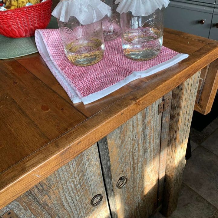 Sprouts growing in mason jars on a table.