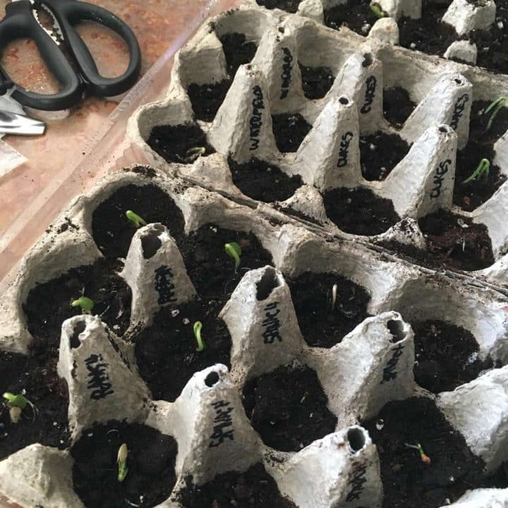 Seedlings in trays on a table with scissors.