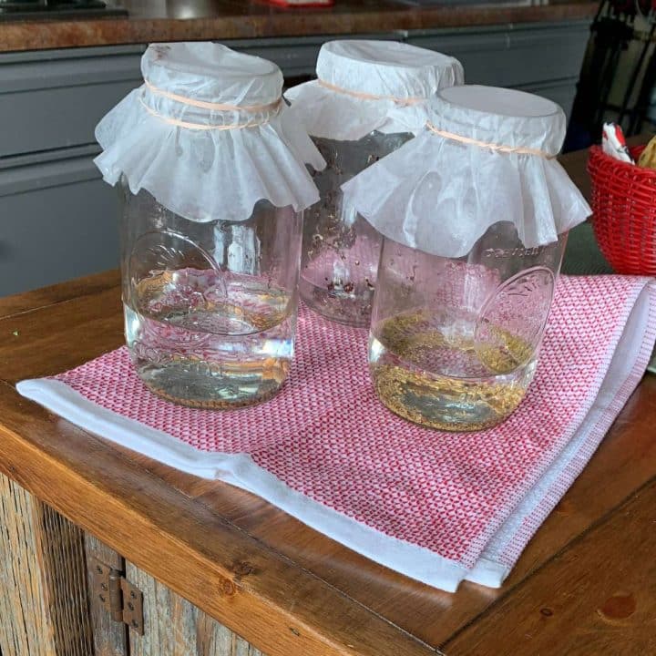 Three mason jars filled with sprouting microgreens and water on a table.