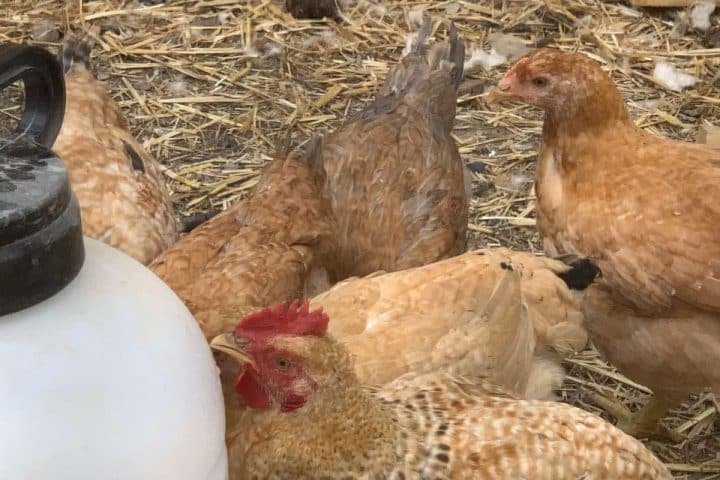 Group of chickens pecking around in straw with a close-up of one featuring a prominent red comb.