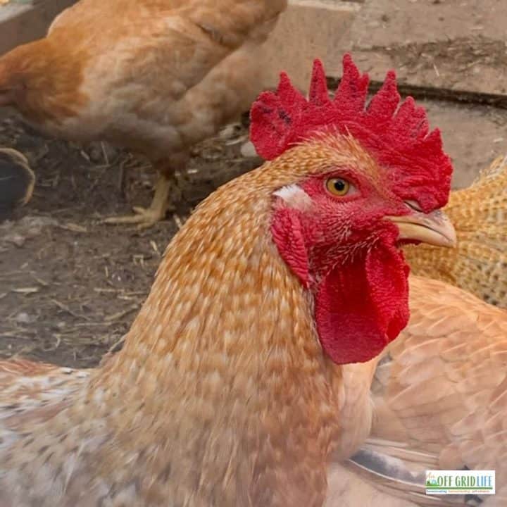 a picture of a brown chicken with a bright red head surrounded by other chickens