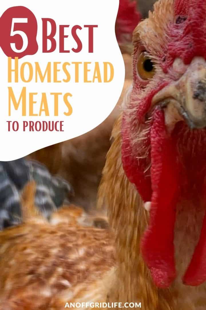 a pinterest image of a brown chicken with a bright red head and text overlay "5 best homestead meats to produce"