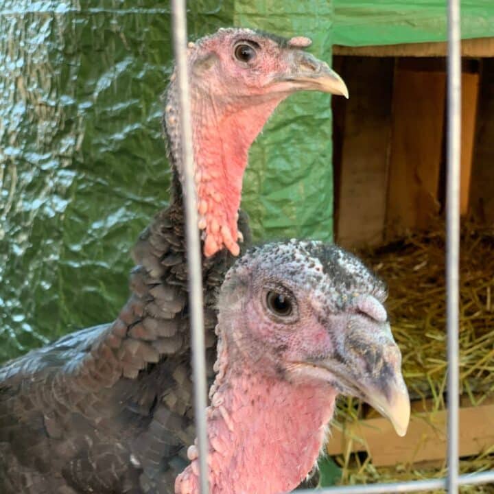 Two turkeys in a cage looking at each other.