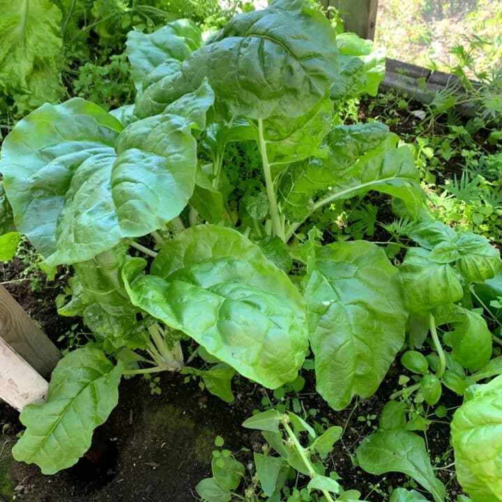 Spinach growing in a small garden.