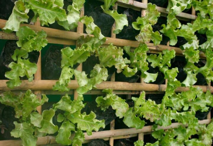 Growing lettuce vertically.
