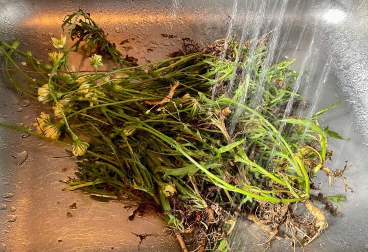 Washing fresh dandelions in sink