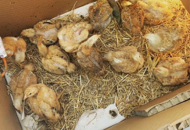 Western rustic chicks.