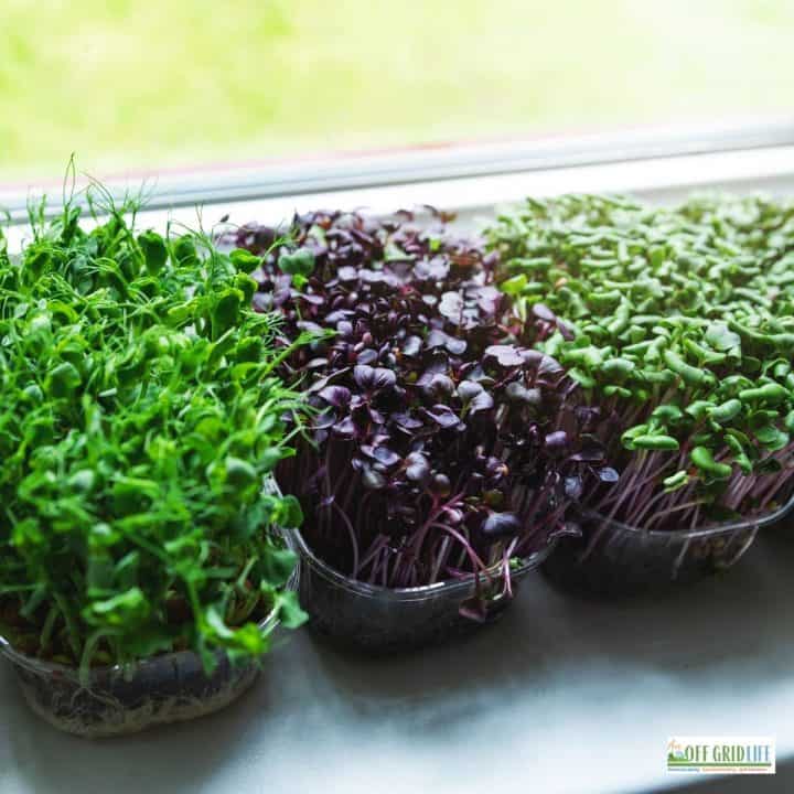three containters of fresh green herbs on a windowsill in a kitchen garden