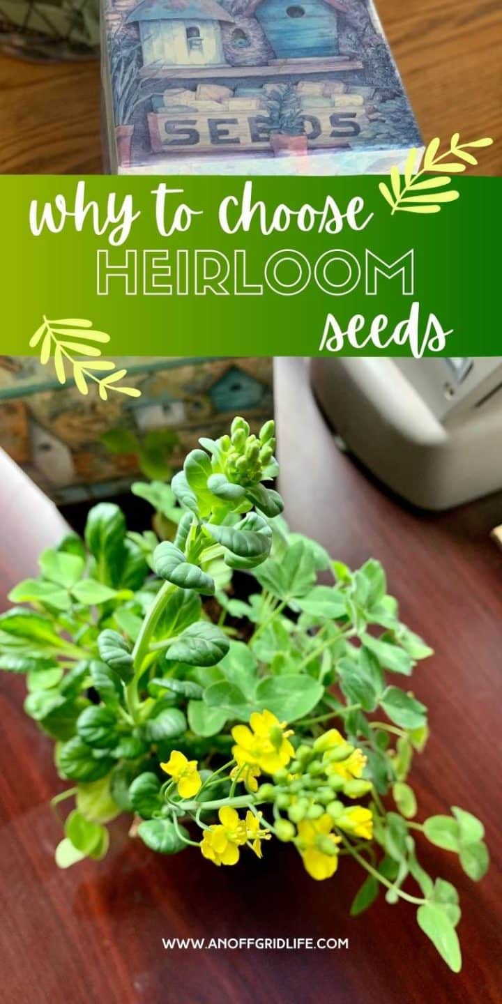 Why to choose heirloom seeds.