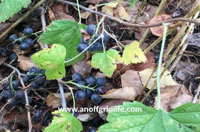 Foraging for Medicinal Plants #foragingforblackcurrants #wildblackcurrants #northerncurrants
