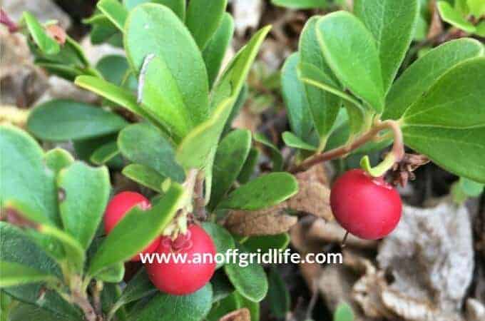 Foraging for Medicinal Plants: Wild Cranberry #foragingformedicinalplants #foragingforcranberries #foragingforfood #northernforagingseries