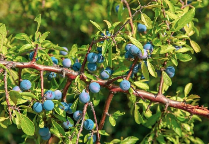 Wild blueberries.