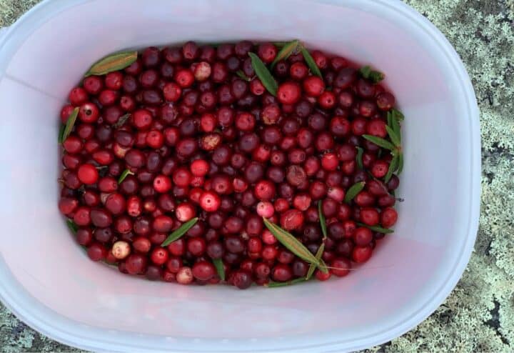 Cranberries in a bowl on top of a rock.