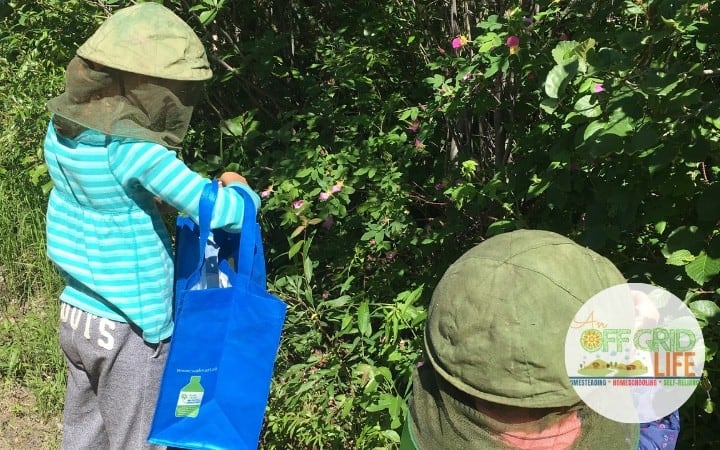 Children foraging wild roses