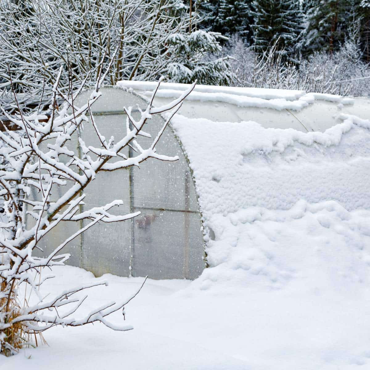 A greenhouse covered in snow.