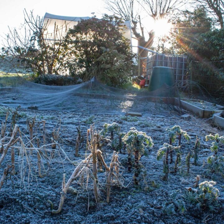Frosty plants in a garden.