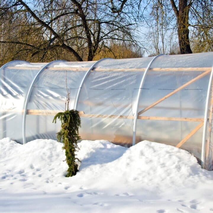 A greenhouse surrounded by snow.