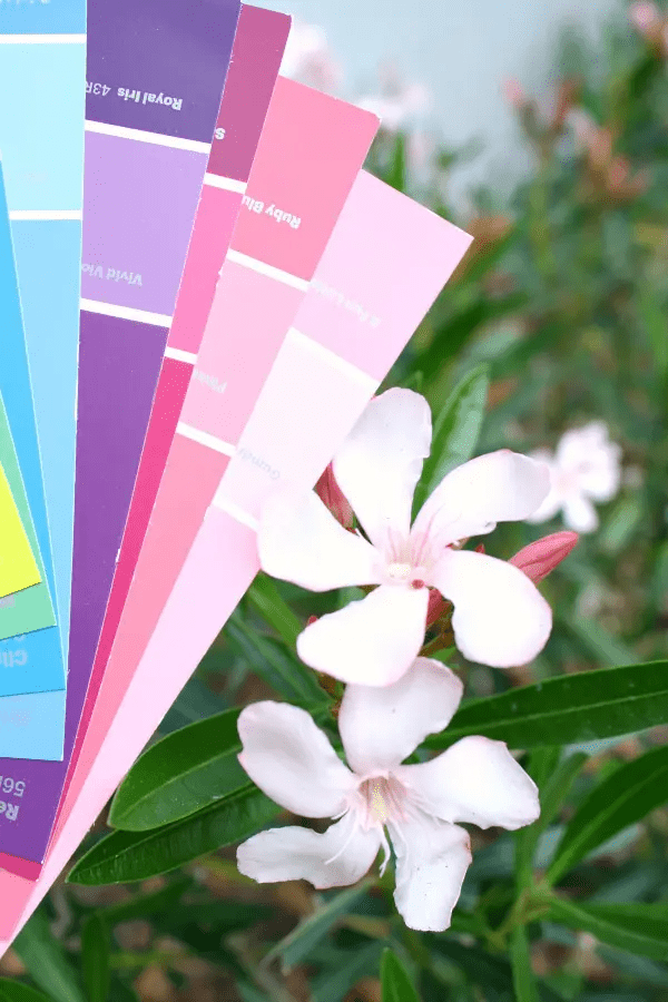 matching flower to color sample card