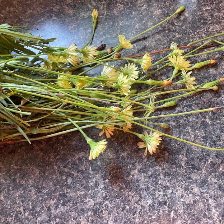 A bunch of yellow dandelion flowers on a counter top.
