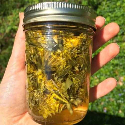 hand holding jar of dandelion vinegar