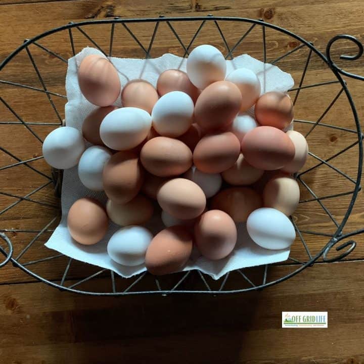 fresh eggs from our chickens in a wire basket