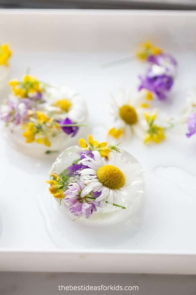 frozen flowers sensory idea