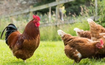 rooster and hens