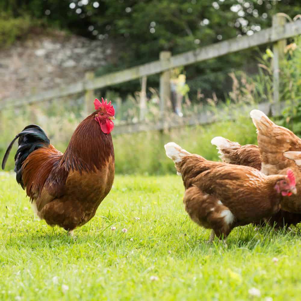 rooster and hens