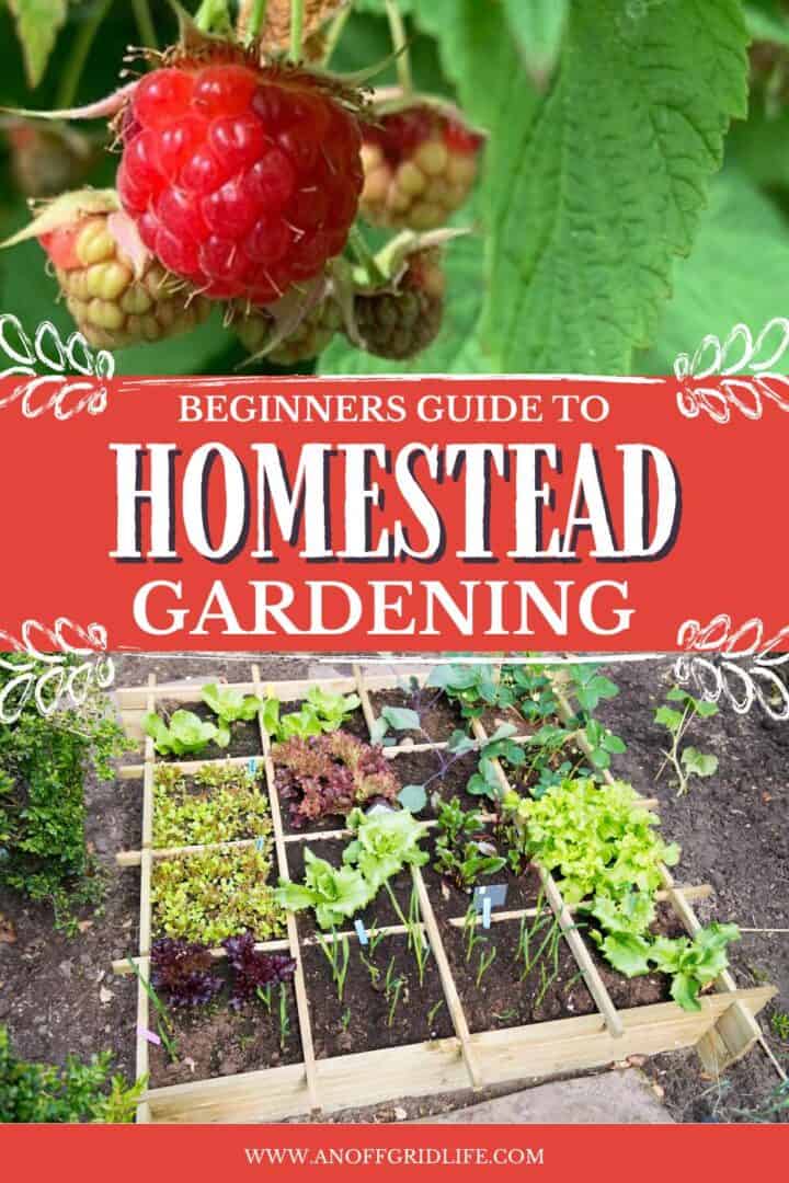 Homestead gardening for beginners text overlay on images of homegrown raspberries and homestead garden.