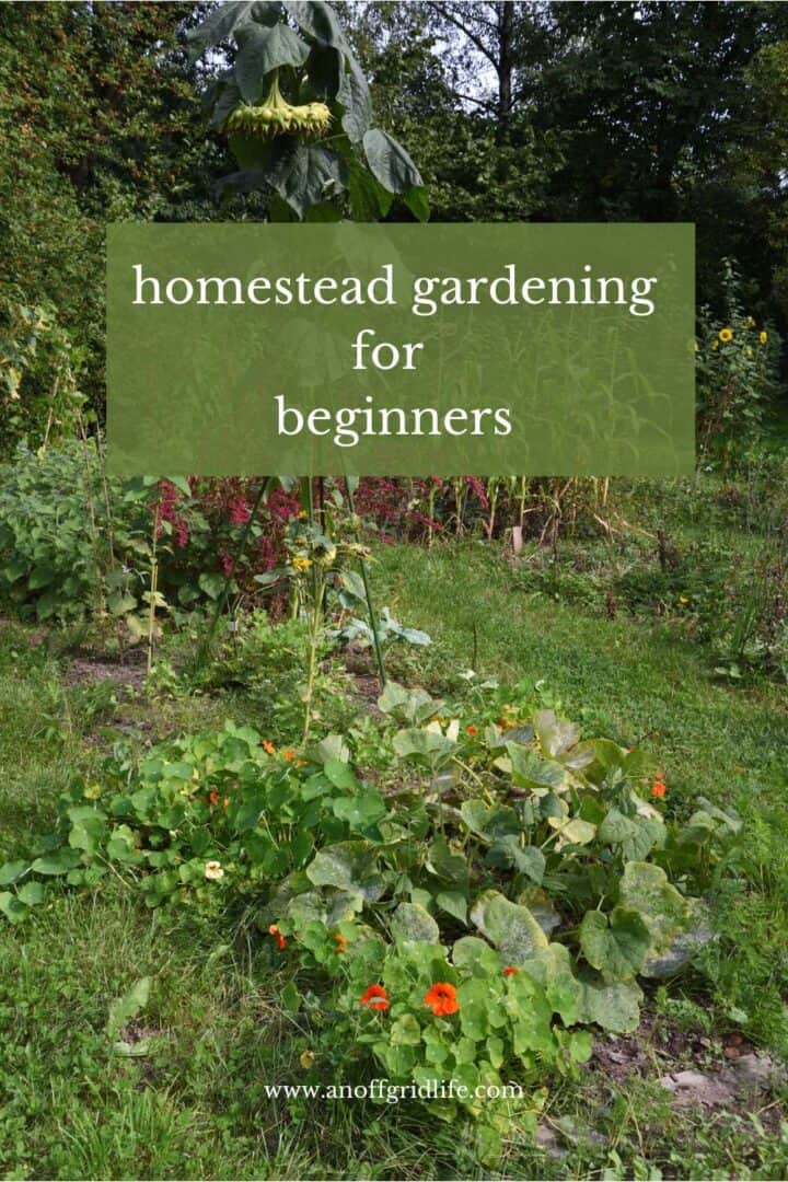 Homestead gardening for beginners text overlay on image of homestead garden.