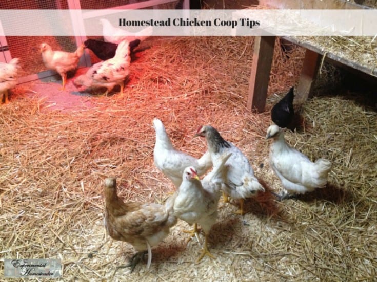 Several chickens stand on straw inside a coop with a heat lamp, wire enclosure, and wooden structures visible. Text reads "Homestead Chicken Coop Tips"—perfect inspiration for your own DIY chicken coops.