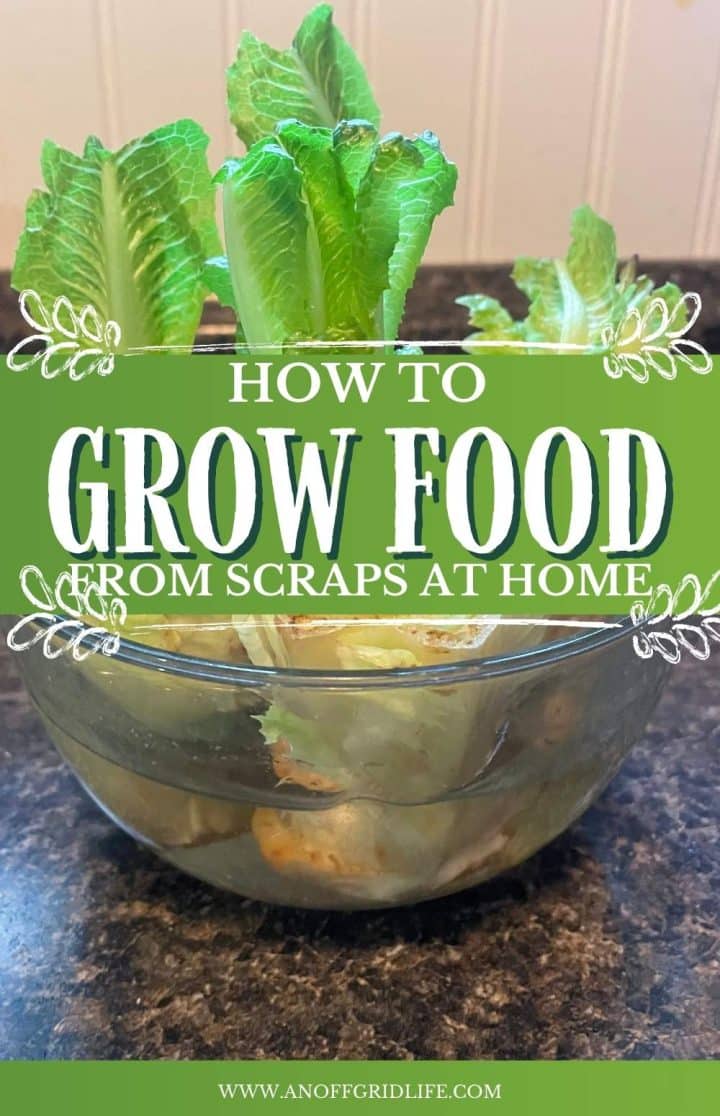 A glass bowl containing plant scraps on a kitchen counter, with text overlay "how to grow food from scraps at home.