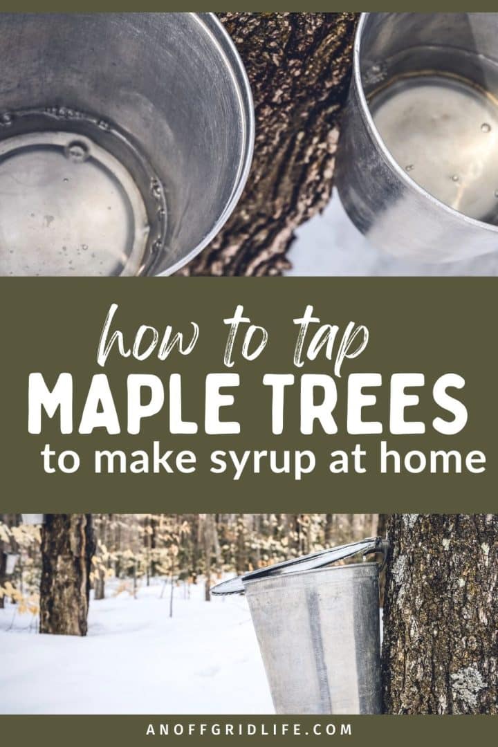 Metal buckets attached to maple trees for collecting sap, with snow on the ground. Text reads: "How to tap maple trees to make syrup at home.