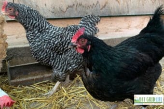 Off Grid Homesteading Challenges & Solutions