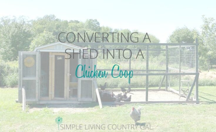 A backyard shed with an attached fenced area has been converted into a DIY chicken coop; several chickens and a rooster are visible outside.