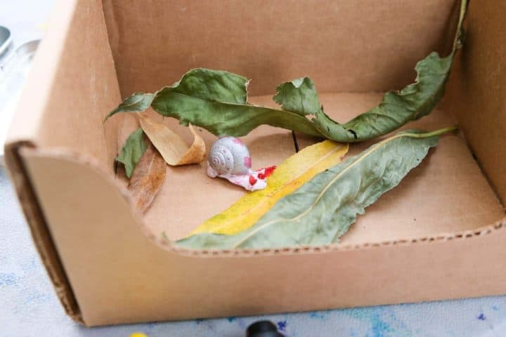 real snail shell craft in box