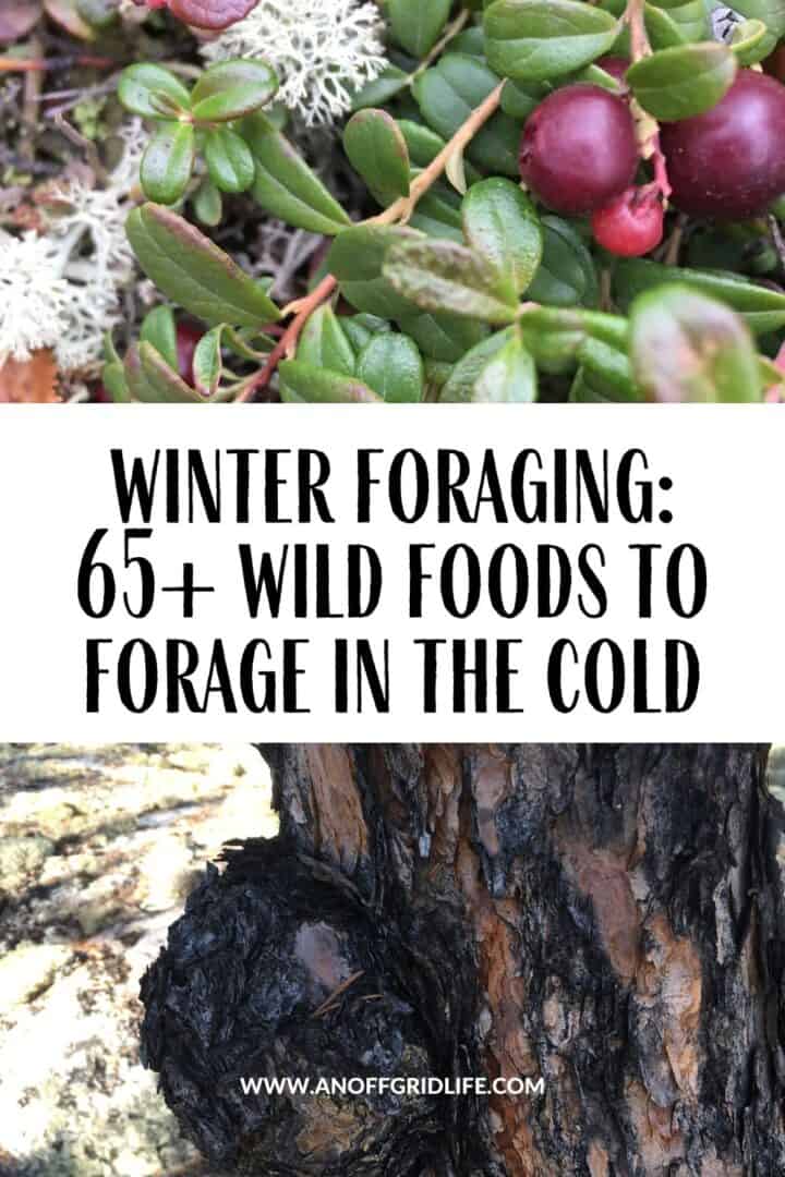 Winter foraging 65+ wild edibles to forage in the cold text overlay on image of low brush cranberry and bark on a tree in winter.